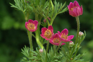 Anemone x lesseri bestellen